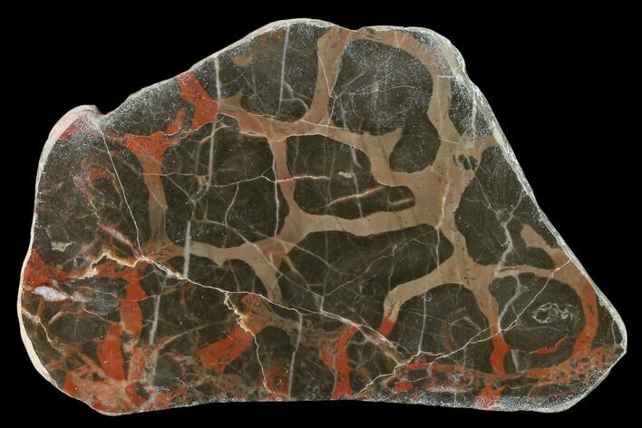 Polished Stromatolite (Acaciella) From Australia - MYA #130622